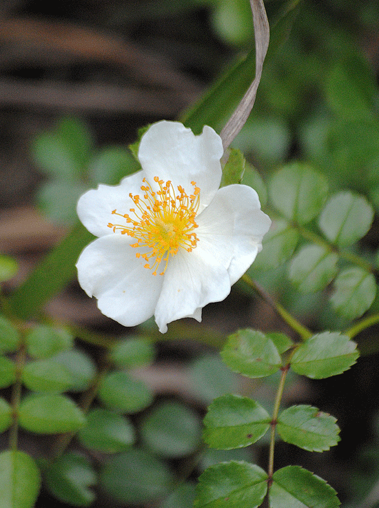 a0001354_1422392.gif