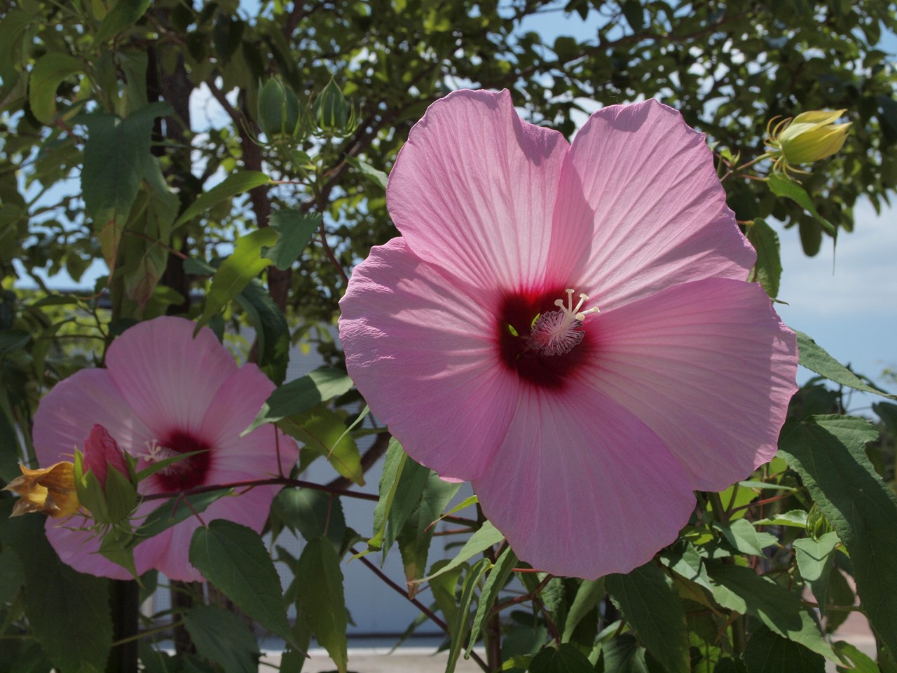 『真夏の花散策は暑かった～(フラワーパーク江南にて・・・)』_d0054276_2016370.jpg