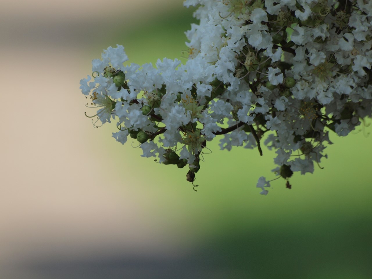 『真夏の花散策は暑かった～(フラワーパーク江南にて・・・)』_d0054276_20203785.jpg