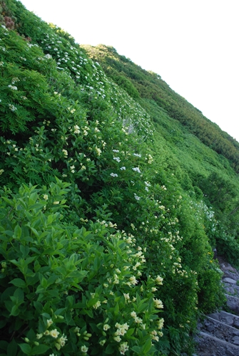 黒岳の花の道_a0133886_184792.jpg