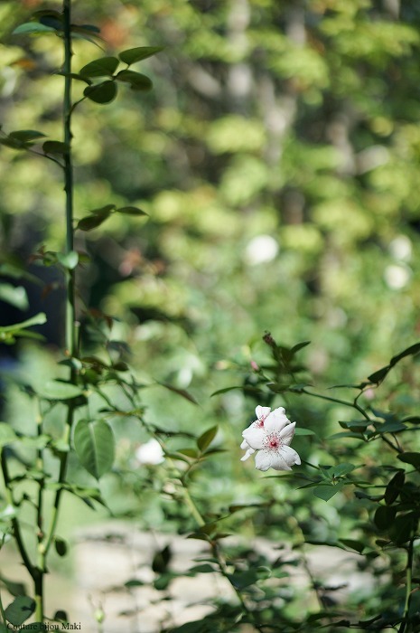 Jardin d\'été…_e0043686_12394855.jpg