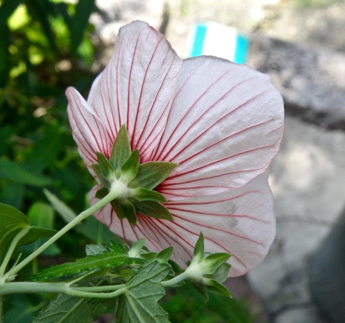なぜ高砂なのでしょうか タカサゴフヨウ 高砂芙蓉 楽餓鬼