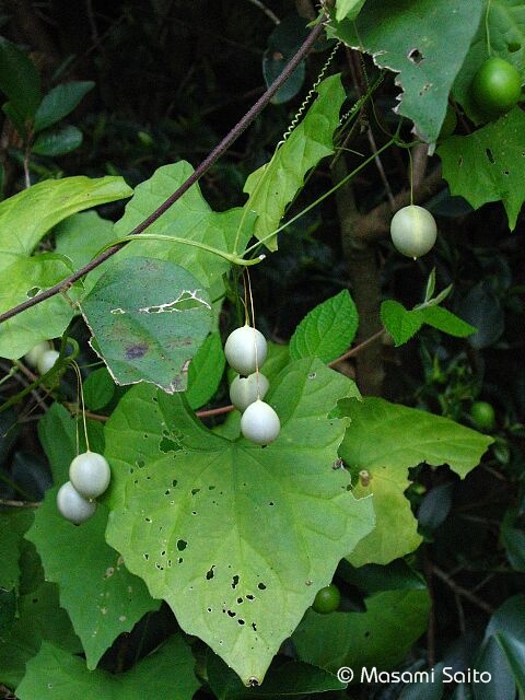 スズメウリ 雀瓜 草花と自然blog スズメウリ 雀瓜 草花と自然blog