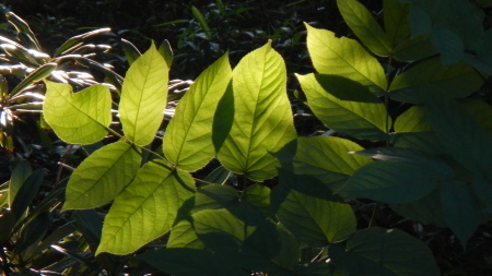 木漏れ日_e0120896_07424992.jpg
