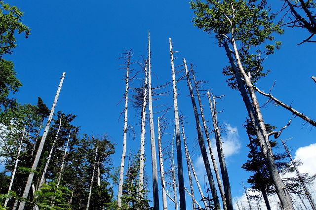 2日目は蓼科山_e0137200_16343990.jpg