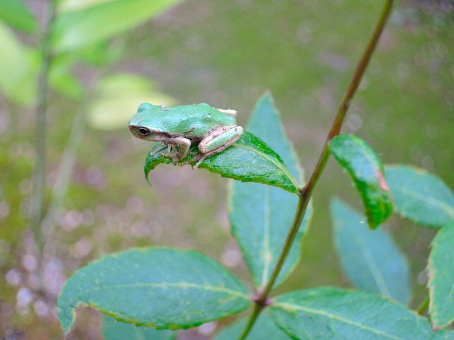 庭の昆虫達_c0217202_07315131.jpg