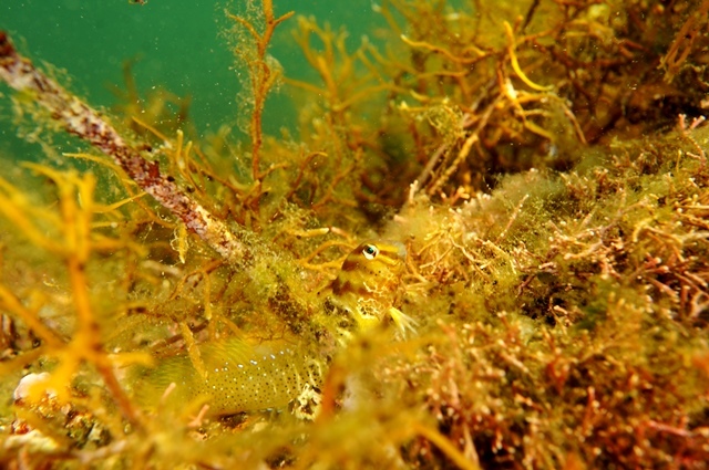 c0368903_10232516.jpg
