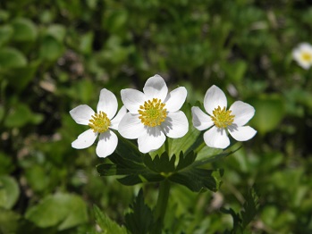 d0032405_942420.jpg