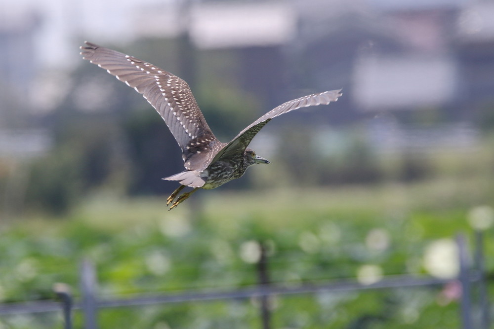 今日の鳥見（2016年8月7日）_f0235311_2145266.jpg