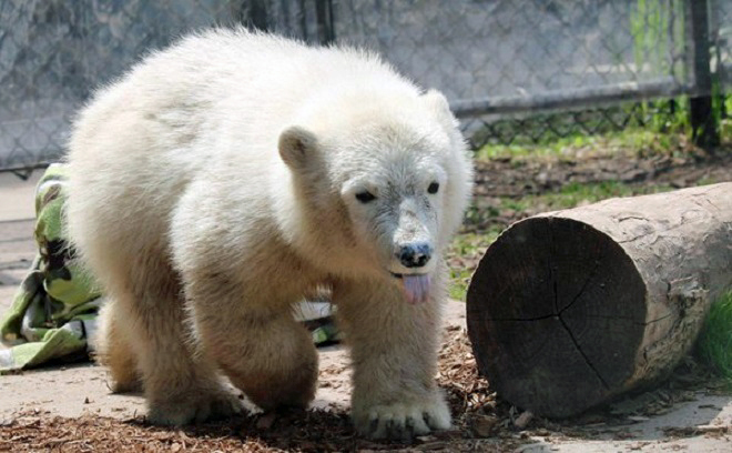 カナダ・トロント動物園のジュノーが生後9ヶ月へ ～ 外部の事象に対する全面的な興味と関心の持続_a0151913_324472.jpg