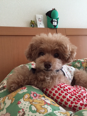 b0197418_14250589.png