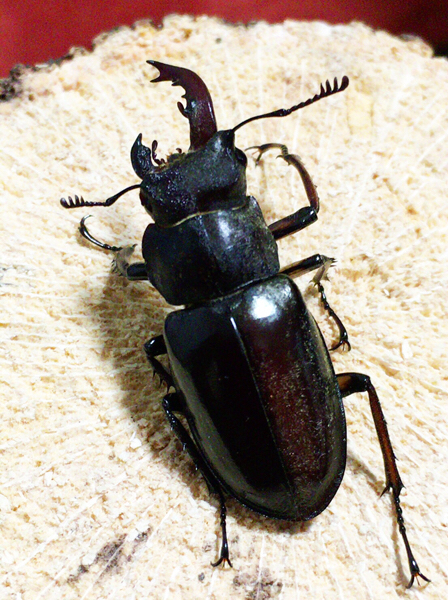 c0346119_18355890.jpg