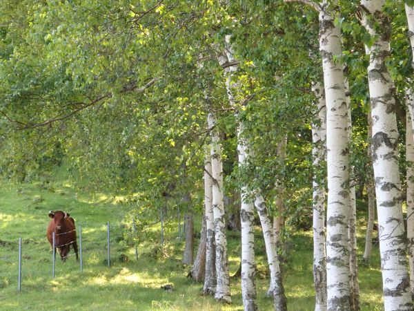 真夏の短角牛～涼しい場所を求め、広大な放牧地を移動中～_b0206037_09334609.jpg