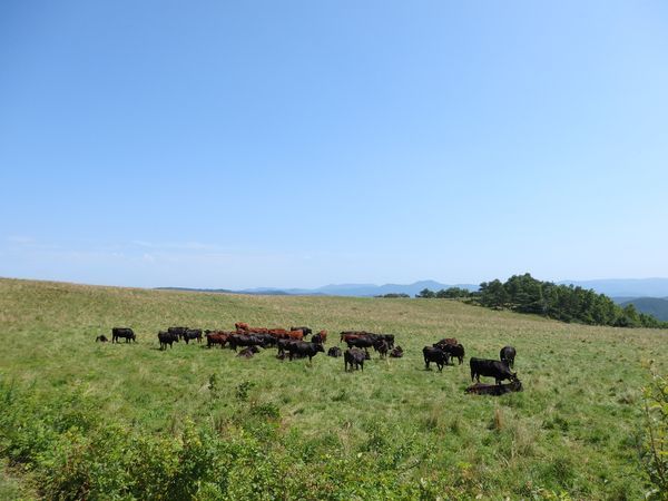 真夏の短角牛～涼しい場所を求め、広大な放牧地を移動中～_b0206037_09334634.jpg