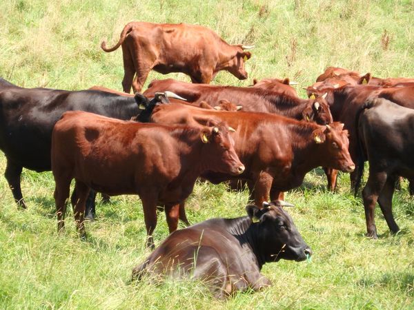 真夏の短角牛～涼しい場所を求め、広大な放牧地を移動中～_b0206037_09334635.jpg