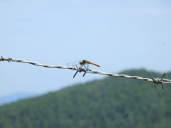 真夏の短角牛～涼しい場所を求め、広大な放牧地を移動中～_b0206037_09335213.jpg