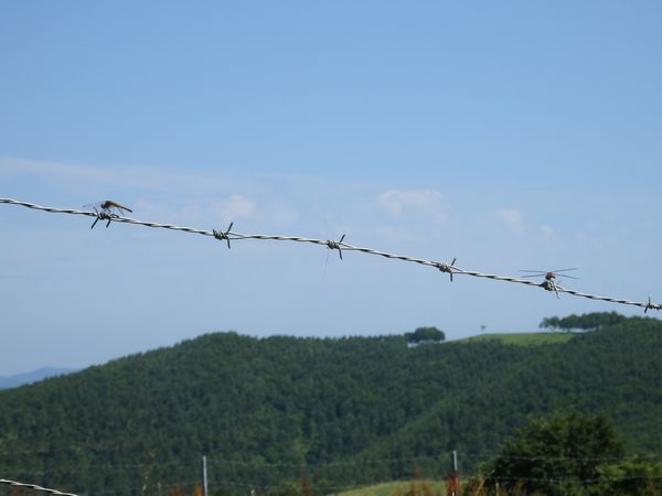 真夏の短角牛～涼しい場所を求め、広大な放牧地を移動中～_b0206037_09335251.jpg