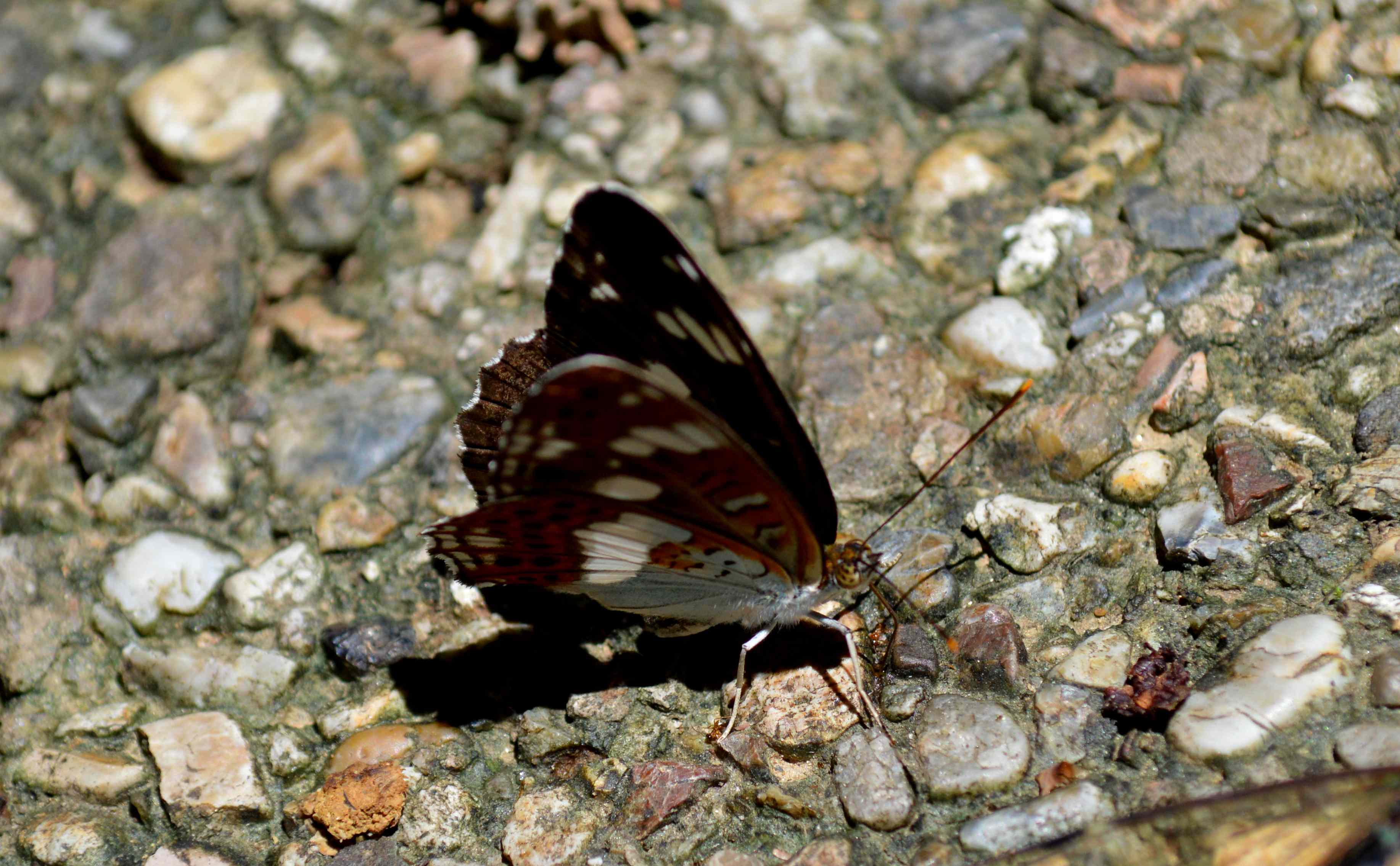 d0254540_1645457.jpg