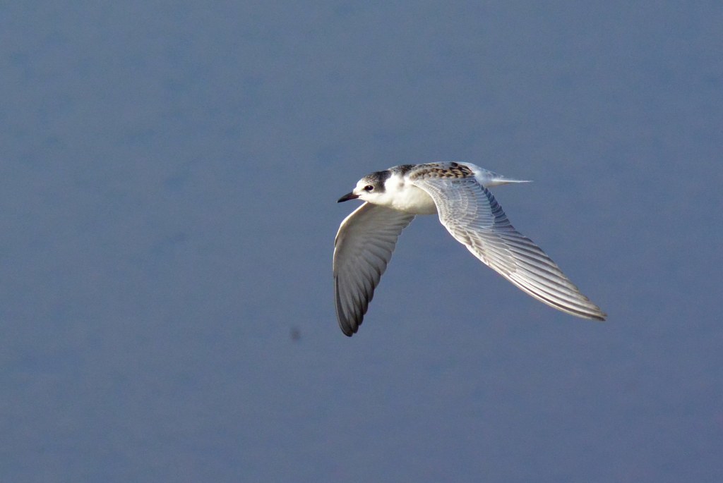 クロハラアジサシ幼鳥！_c0349842_15254370.jpg