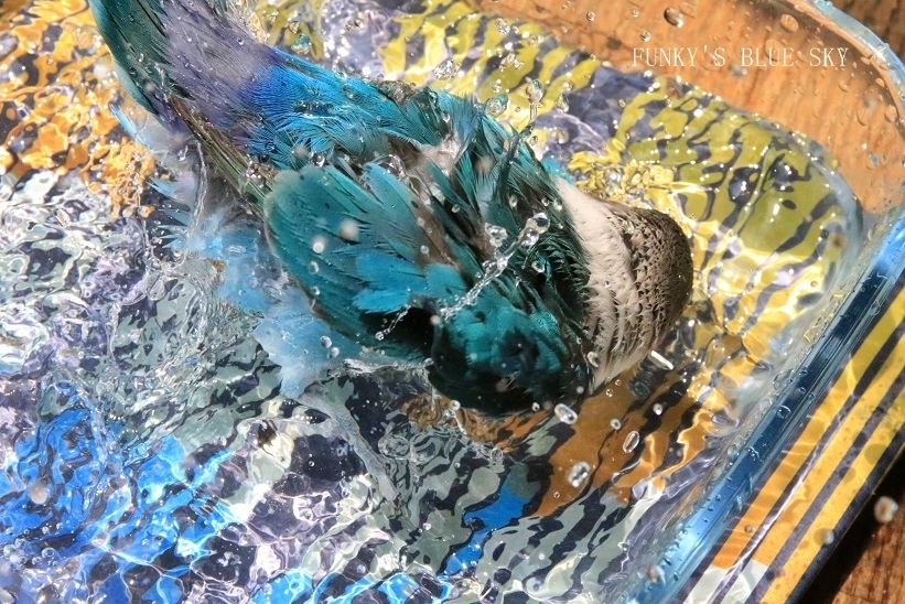 c0145250_08593374.jpg