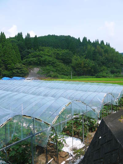 甘熟いちじく 朝採りいちじく大好評発売中!美味しい上に消化促進、二日酔い防止効果も期待できます!_a0254656_1912327.jpg