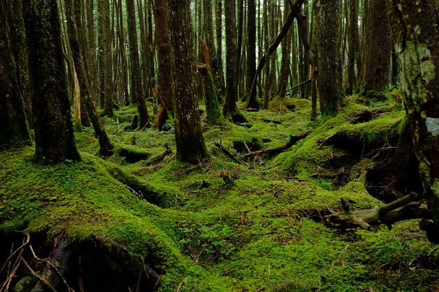 白駒の池　-神秘の森と山の湖-＠奥蓼科・北八ヶ岳_e0225164_21484102.jpg