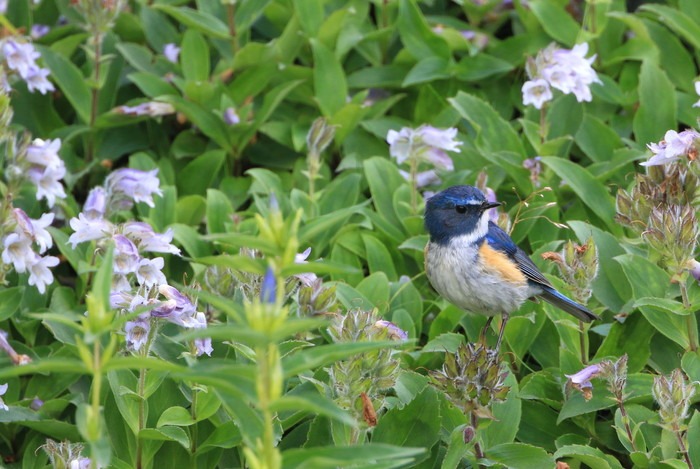 山の・・・花と鳥_c0229170_2128441.jpg