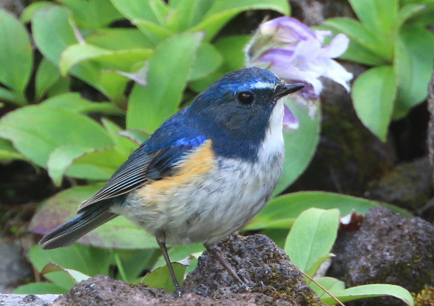 山の・・・花と鳥_c0229170_21381646.jpg