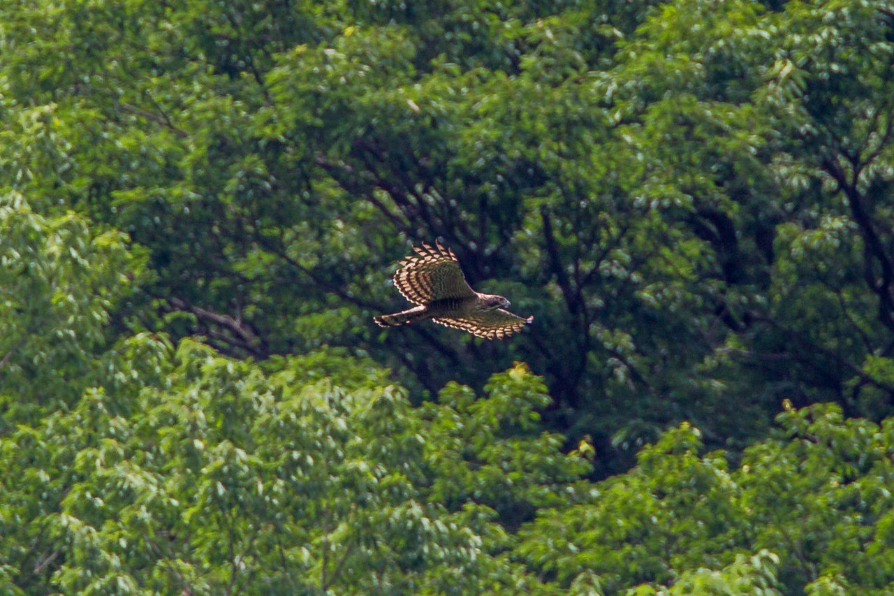 a0052080_22424042.jpg