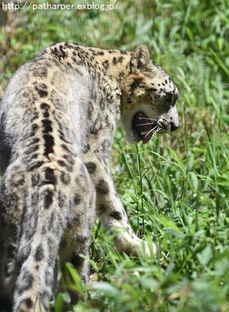 ２０１６年７月　多摩動物公園　その２　肉食獣たち_a0052986_15133136.jpg