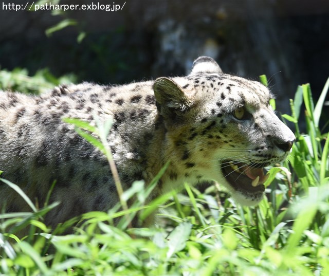 ２０１６年７月　多摩動物公園　その２　肉食獣たち_a0052986_15135755.jpg