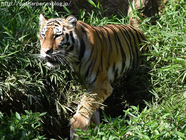 ２０１６年７月　多摩動物公園　その２　肉食獣たち_a0052986_15203227.jpg