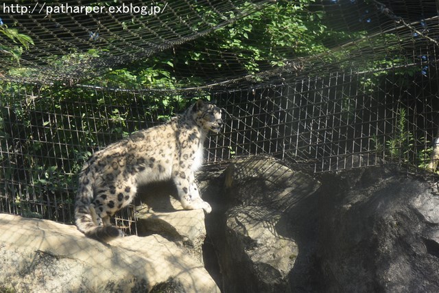 ２０１６年７月　多摩動物公園　その２　肉食獣たち_a0052986_15241213.jpg