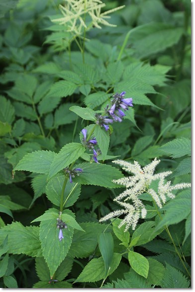 黒岳・５合目の花（７・２１）_f0146493_21524130.jpg