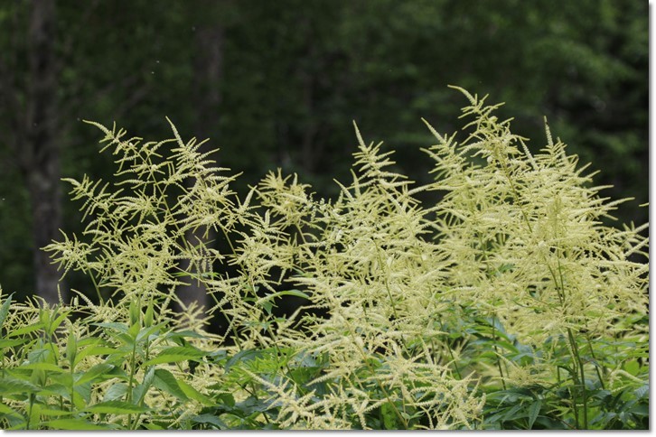 黒岳・５合目の花（７・２１）_f0146493_21540986.jpg