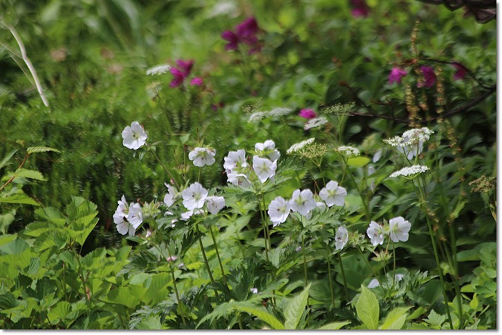 黒岳・５合目の花（７・２１）_f0146493_21544691.jpg