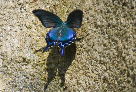 b0078795_820312.jpg