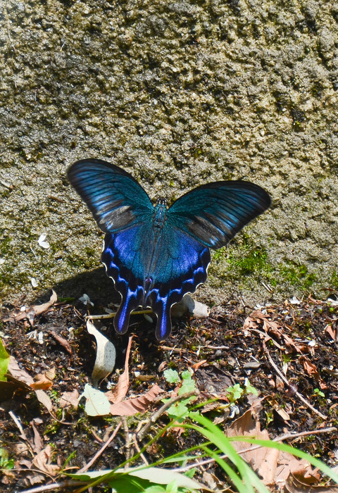 b0078795_820518.jpg