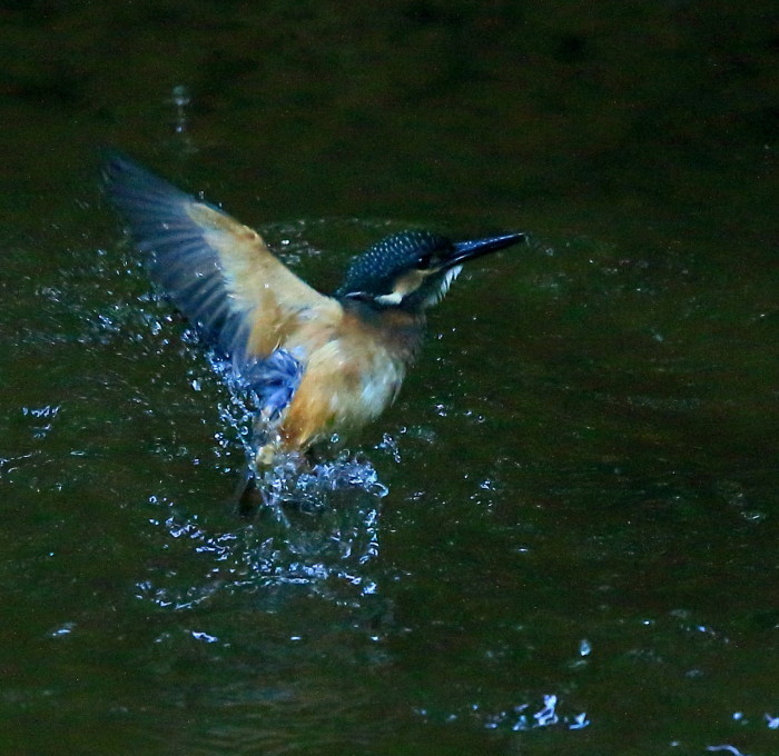 カワセミ：浮上姿_c0319902_21282242.jpg