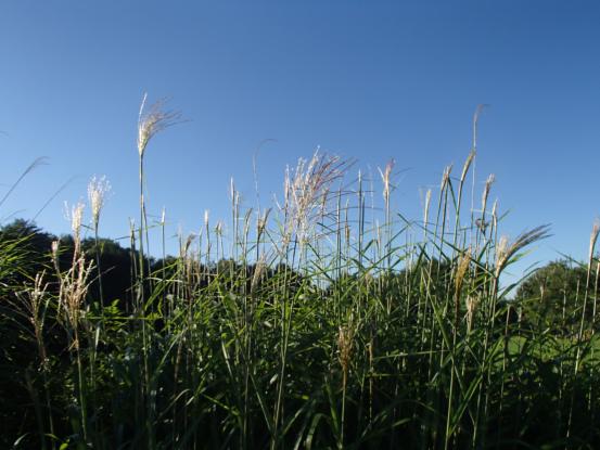 f0064906_159059.jpg