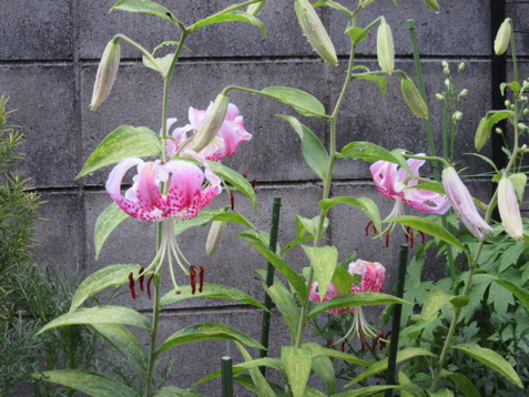 a0164011_12191570.jpg