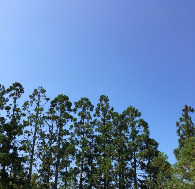 a0060612_19404920.jpeg