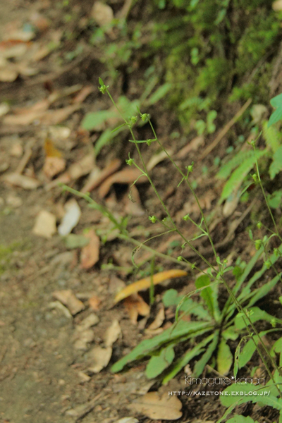 夏の峡谷トレッキング①**岩場の妖精たちを求めて_b0197639_16371610.jpg