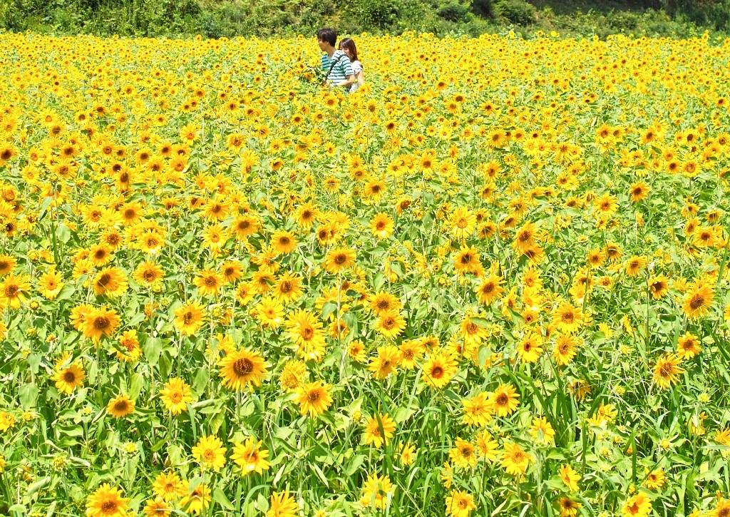 ひまわりの但東町 養父駅前から 涼しいオクヤマ 朽木小川へ 朽木小川より Itiのデジカメ日記 高島市の奥山 針畑からフォトエッセイ