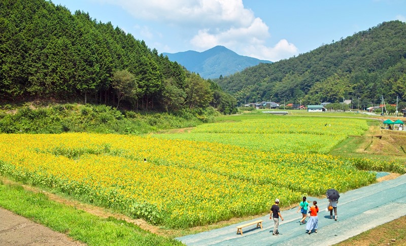 ひまわりの但東町 養父駅前から 涼しいオクヤマ 朽木小川へ 朽木小川より Itiのデジカメ日記 高島市の奥山 針畑からフォトエッセイ