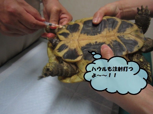 【口ばしがかけてしまった ヘルマンリクガメ】_b0059154_1123764.jpg
