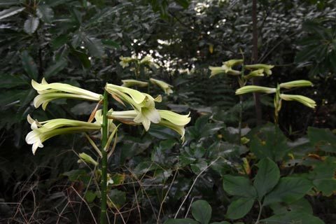 石川県　金沢城公園と兼六園_e0035757_00535461.jpg