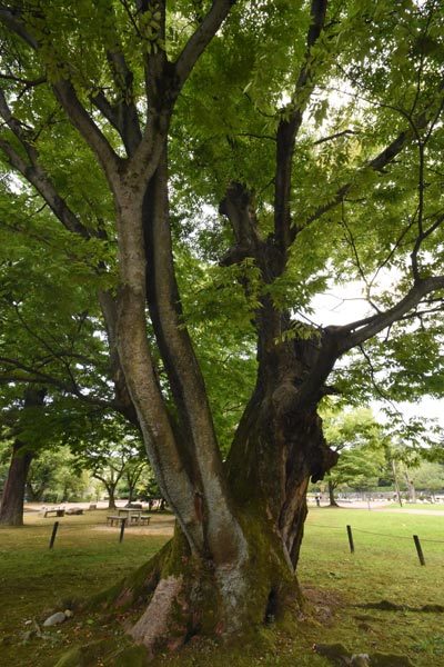 石川県　金沢城公園と兼六園_e0035757_00575695.jpg