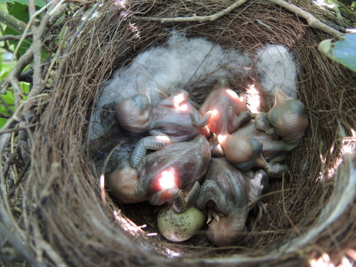 16年8月8日 オナガの巣立ち 小雀公園里山日記