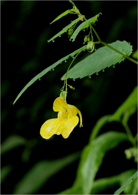 ☆　ベニヒカゲ・山の花　7月28日　☆ _f0181173_23585832.jpg